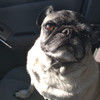 pugscloset